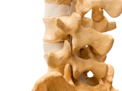 Close-up oblique view of human lumbar and sacral spine model isolated on the white background